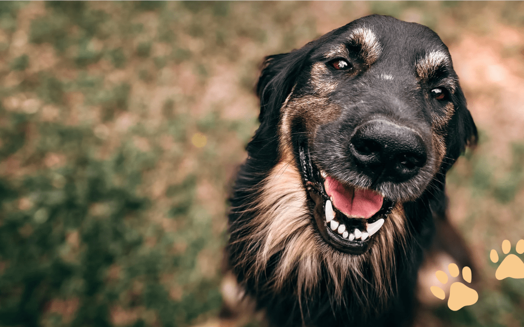 Paws and Reflect: Gratitude, Updates, and Opportunities at Rincon Hill Dog Park
